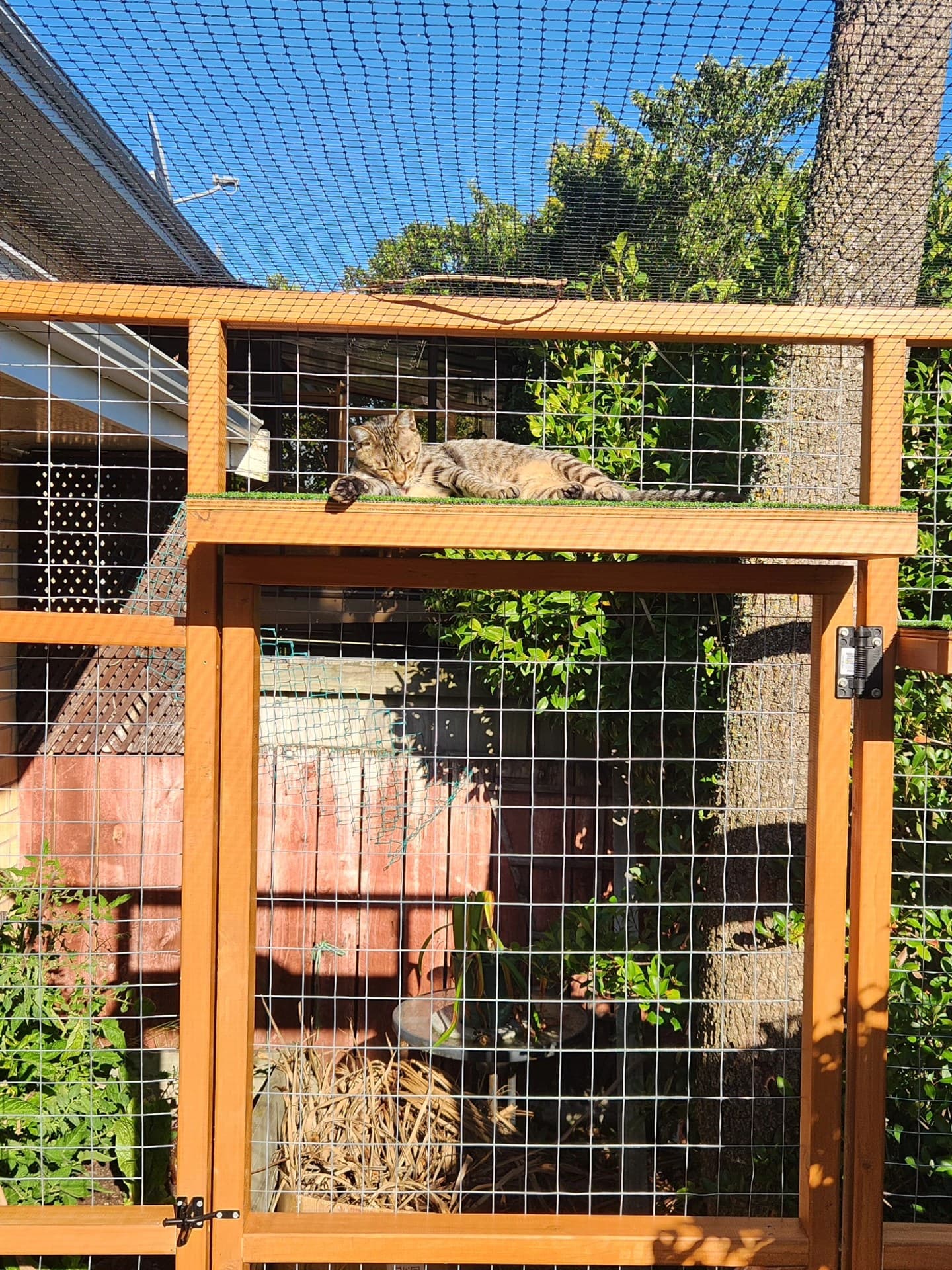 Cat lounging on a shelf inside a custom catio